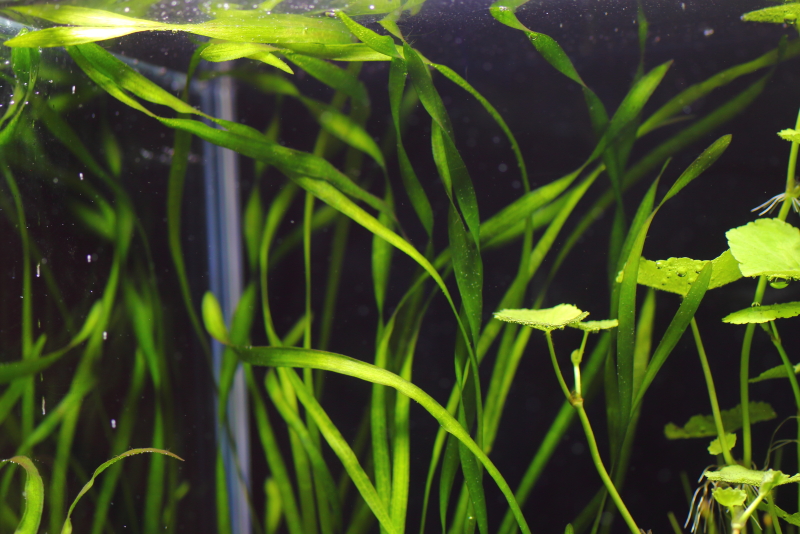 植栽から5日目　スクリューバリスネリア